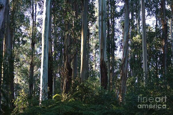 Joy Watson Art Print featuring the photograph Eucalyptus Trees and Beautiful Ferns  by Joy Watson