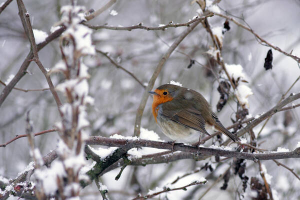 European Robin Art Print featuring the photograph European Robin in the snow at Christmas by Tony Mills