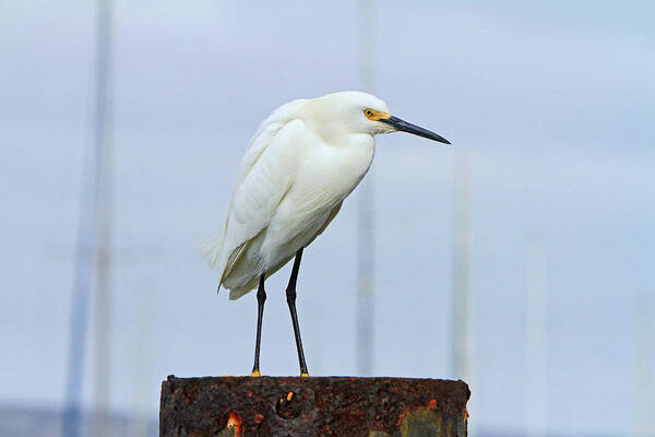 Egret Art Print featuring the photograph Ever Watchful by Shoal Hollingsworth