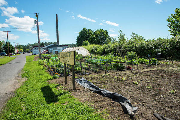 Everson Community Garden Art Print featuring the photograph Everson Community Garden by Tom Cochran