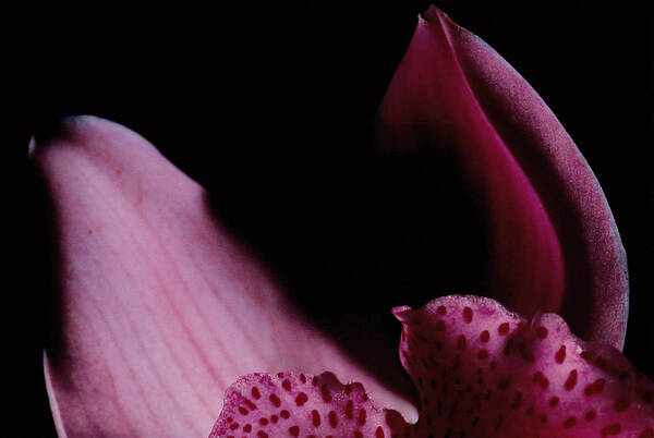 Orchid Art Print featuring the photograph Evocative N.3 by Bellanda