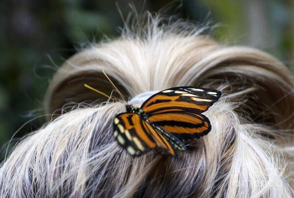 Butterfly Art Print featuring the photograph Exotic Hairdo by Ann Horn