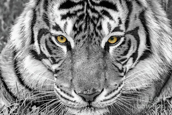 Artistic Art Print featuring the digital art Eye of the tiger by Ray Shiu