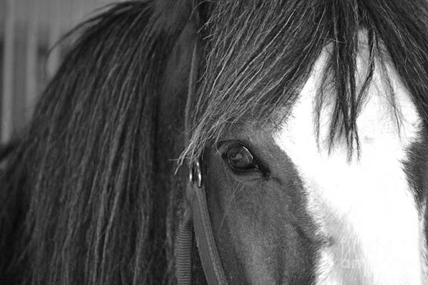 Horse Art Print featuring the photograph Eyes by Traci Cottingham