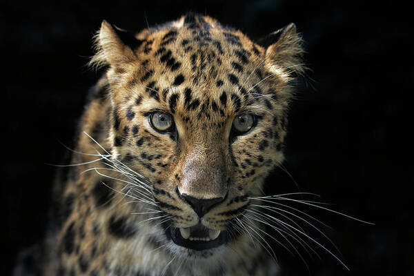 Portrait Art Print featuring the photograph Face To Face With The Panther by Joachim G Pinkawa