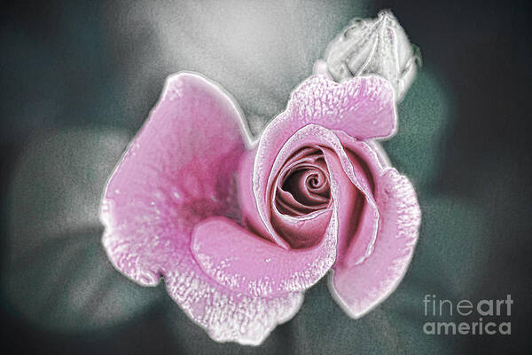 Rose Art Print featuring the digital art Faded Romance by Sharon McConnell