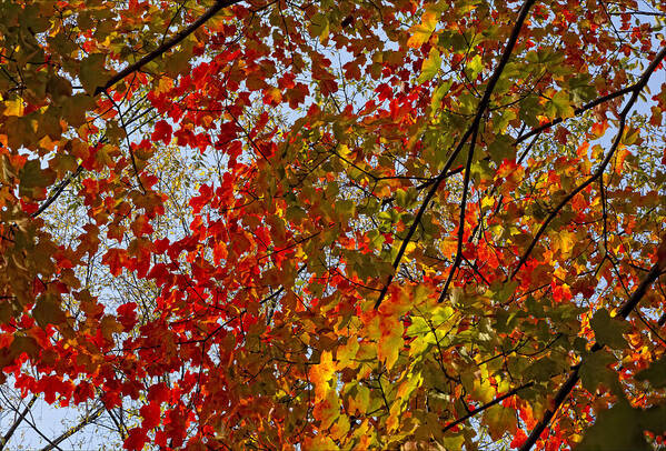 Fall Art Print featuring the photograph Fall 2010 11 by Robert Ullmann