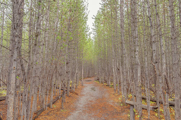 Adventure Art Print featuring the photograph Fall Aspen Trail by Scott McGuire