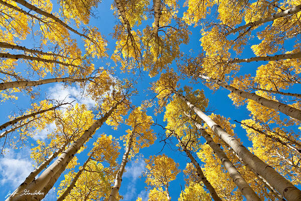 Arizona Art Print featuring the photograph Fall Colored Aspens in the Inner Basin by Jeff Goulden