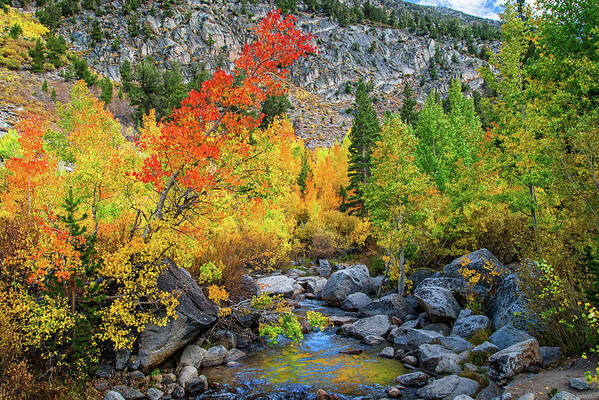 Aspen Art Print featuring the photograph Fall Colors Along Bishop Creek by Lynn Bauer