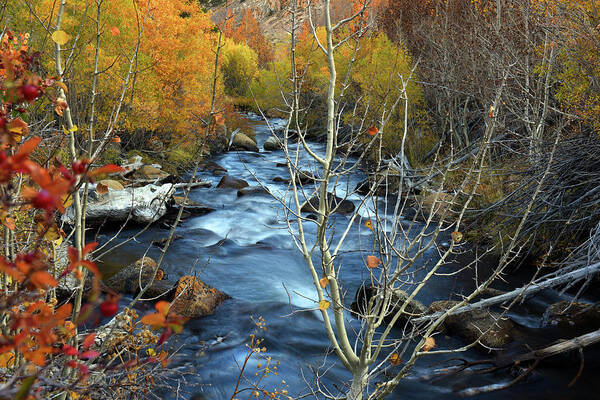Bishop Creek Art Print featuring the photograph Fall Colors Bishop Creek by Dung Ma