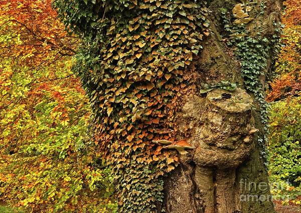 Fall Colors Art Print featuring the photograph Fall Colors in Nature by Martyn Arnold