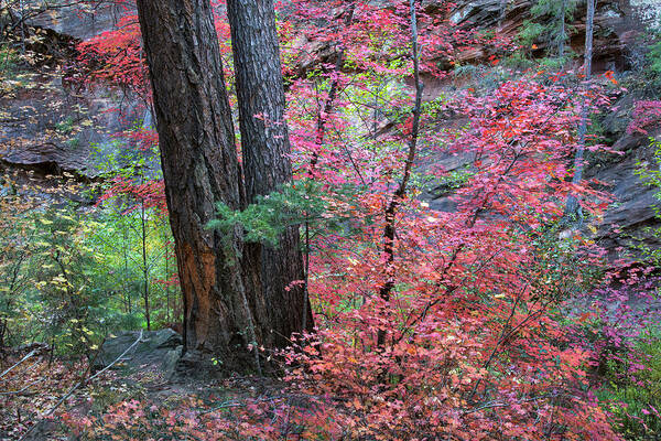 Fall Colors Art Print featuring the photograph Fall Colors in West Fork of Oak Creek Canyon by Dave Dilli