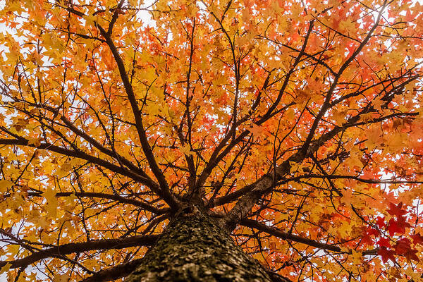 Autumn Art Print featuring the photograph Fall display by SAURAVphoto Online Store