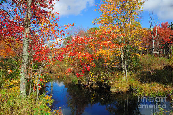 Tall Art Print featuring the photograph Fall in New England by Edward Sobuta
