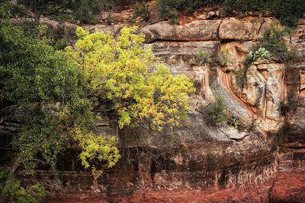 Arizona Art Print featuring the photograph Fall In The Red Rocks by Saija Lehtonen