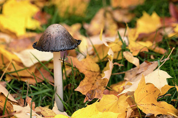 Mushroom Art Print featuring the photograph Fall Mushroom by Eunice Gibb