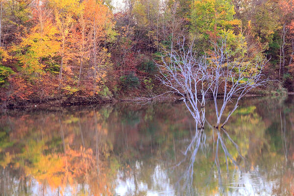Fall Art Print featuring the photograph Fall Reflections by Angela Murdock