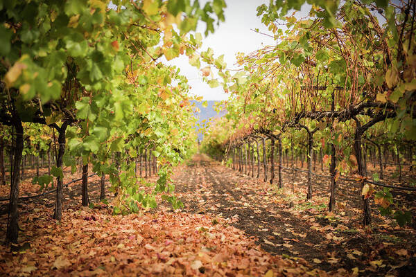 Napa Valley Art Print featuring the photograph Fall Vineyards by Aileen Savage