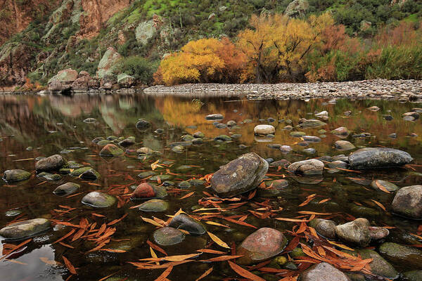 River Art Print featuring the photograph Fallen Leaves along the River by Sue Cullumber