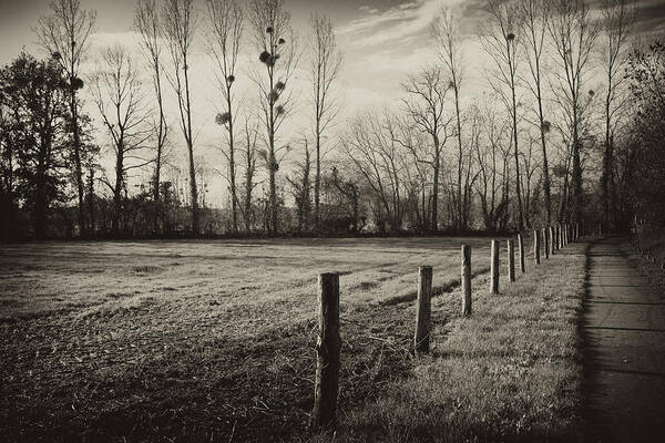 French Art Print featuring the photograph Fallow Field and Mistletoe by Hugh Smith