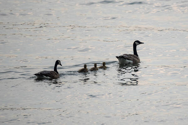Goose Art Print featuring the photograph Family of Canada Geese on the Ohio River by Holden The Moment