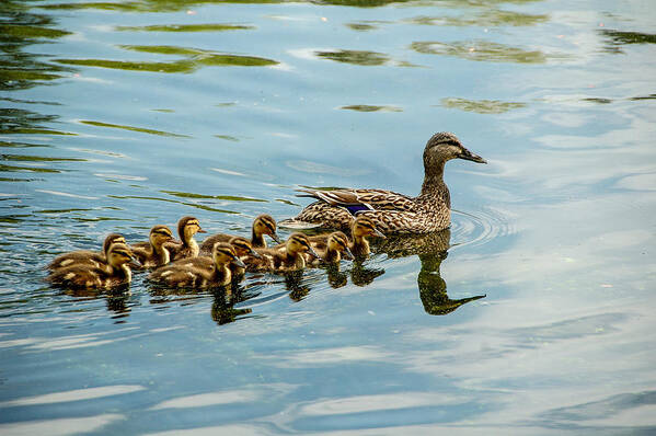 Ducks Art Print featuring the photograph Family Outing by Cathy Kovarik