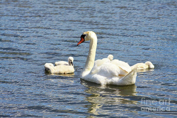 Swan Art Print featuring the photograph Family Time by Alyce Taylor