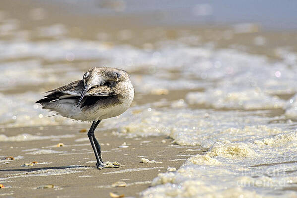 Surf City Art Print featuring the photograph Feather Bed by DJA Images