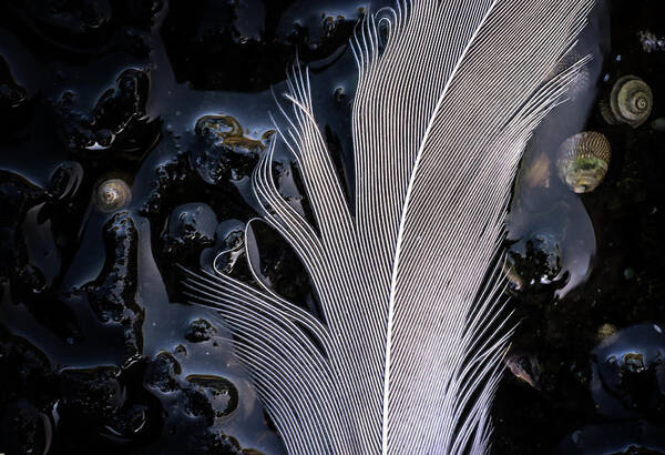 Feather Art Print featuring the photograph Feather by Christopher Johnson