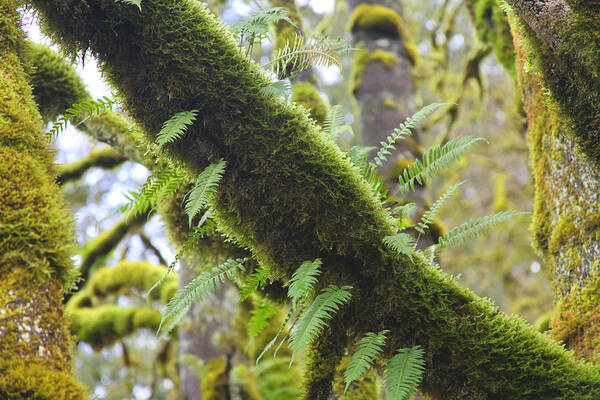 Moss Art Print featuring the photograph Feathered Moss by Tammy Pool