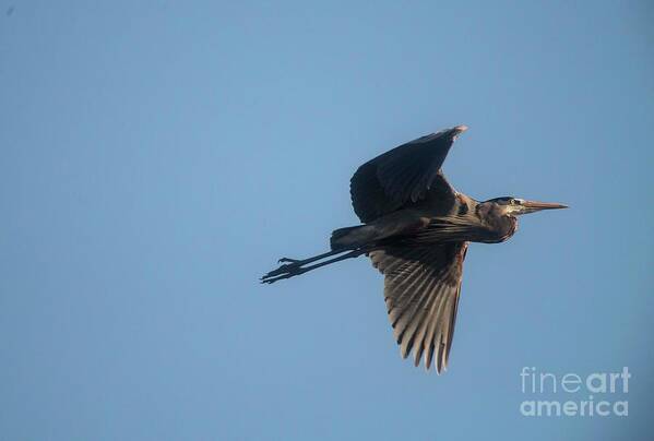 Blue Heron Art Print featuring the photograph Feathering the nest by David Bearden