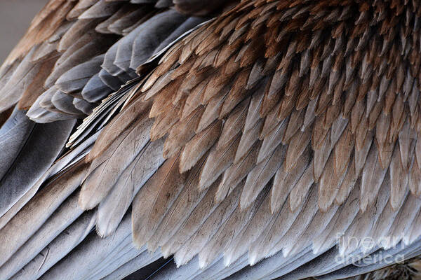 Feathers Art Print featuring the photograph Feathers Cascade by Lorenzo Cassina