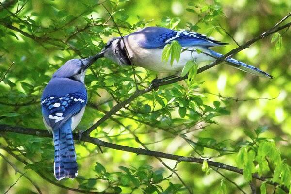 Wildlife Art Print featuring the photograph Feed Me Part 2 by John Benedict