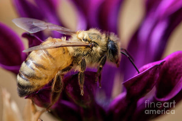 Bee Art Print featuring the photograph Feeding in the Crown by Shawn Jeffries