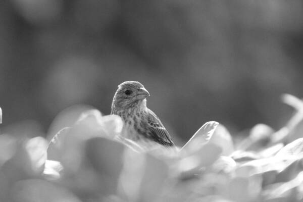 House Finch Art Print featuring the photograph Female House Finch Perched in Black and White by Colleen Cornelius