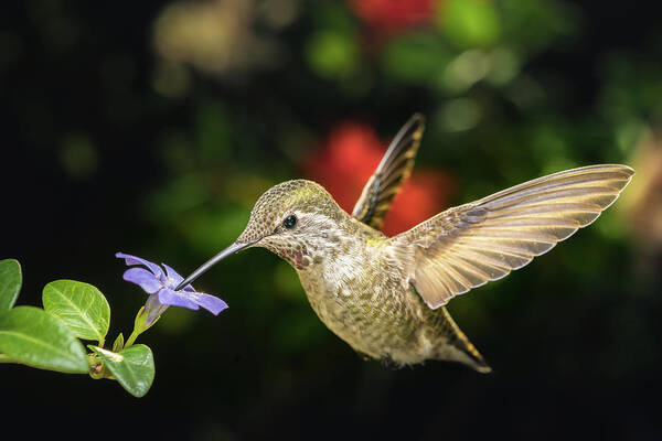Anna Art Print featuring the photograph Female hummingbird and a small blue flower left angled view by William Lee
