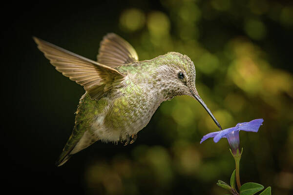Anna Art Print featuring the photograph Female hummingbird and a small blue flower by William Lee