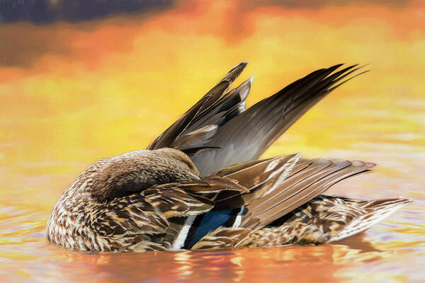 Duck Art Print featuring the photograph Female Mallard Preening by Bill and Linda Tiepelman