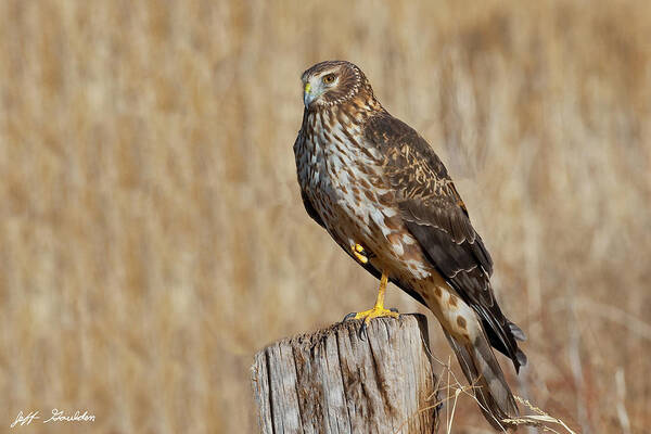 Adult Art Print featuring the photograph Female Northern Harrier Standing on One Leg by Jeff Goulden