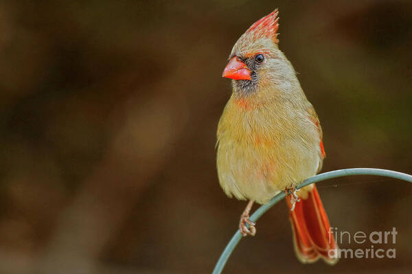 No People Art Print featuring the photograph Female Red Cardinal #2 by Alan Look