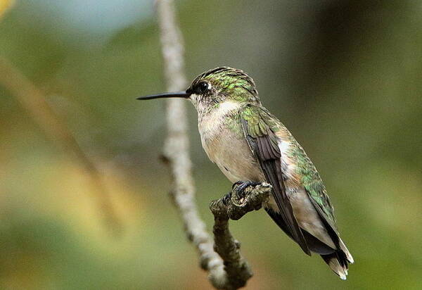 Nature Art Print featuring the photograph Female Ruby-Throated Hummingbird on Branch by Sheila Brown