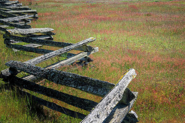 Oregon Coast Art Print featuring the photograph Fence And Field by Tom Singleton
