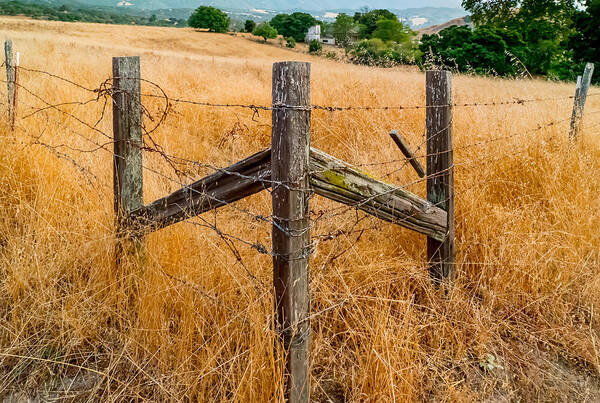 Fences Art Print featuring the photograph Fenced In by Derek Dean