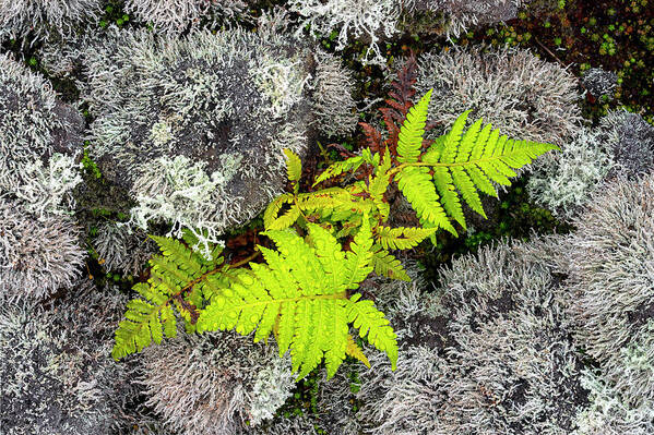Fern Art Print featuring the photograph Fern and Lichen by Christopher Johnson