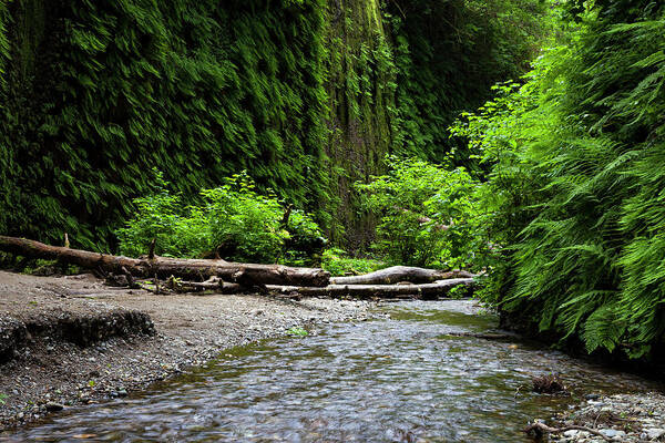 Fern Canyon Art Print featuring the photograph Ferns and Stream in Fern Canyon by Rick Pisio