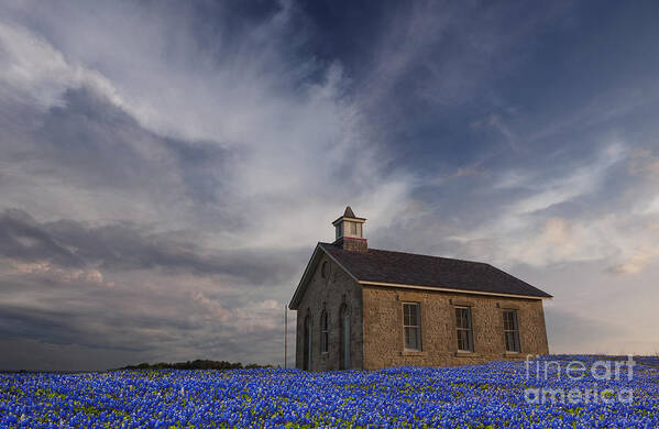 Blue Bonnets Art Print featuring the photograph Field of Blue Bonnets by Keith Kapple