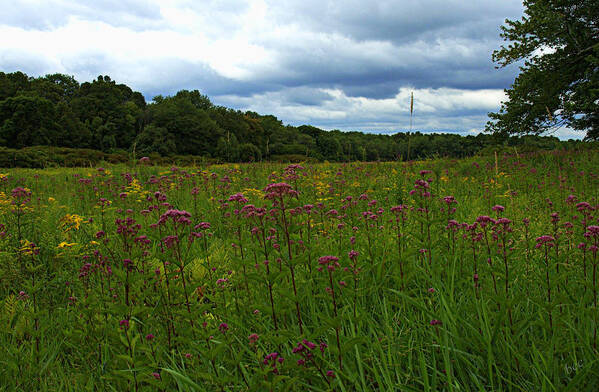 Field Art Print featuring the photograph Field of color by Bruce Carpenter