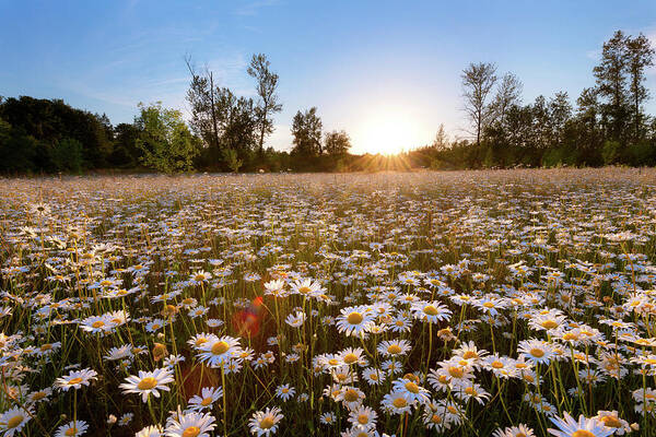 Daisy Art Print featuring the photograph Field of Daisies by Andrew Kumler