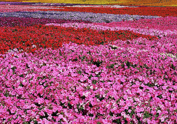 Petunia Art Print featuring the photograph Field of Petunia Flowers Gilroy California by Kathy Anselmo